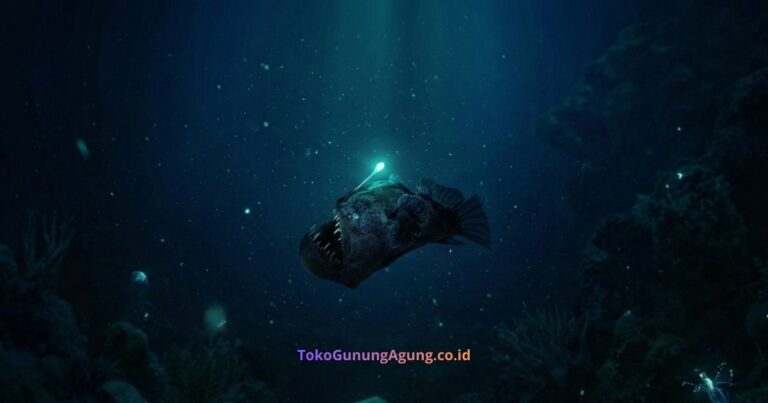 Fakta Unik Ikan Sungut Ganda (Anglerfish) Monster Laut dengan Pancingan Bercahaya