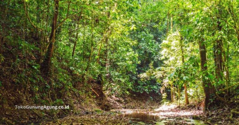 Hutan Hujan Tropis Kosta Rika